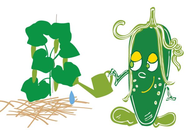 comment arroser les concombres